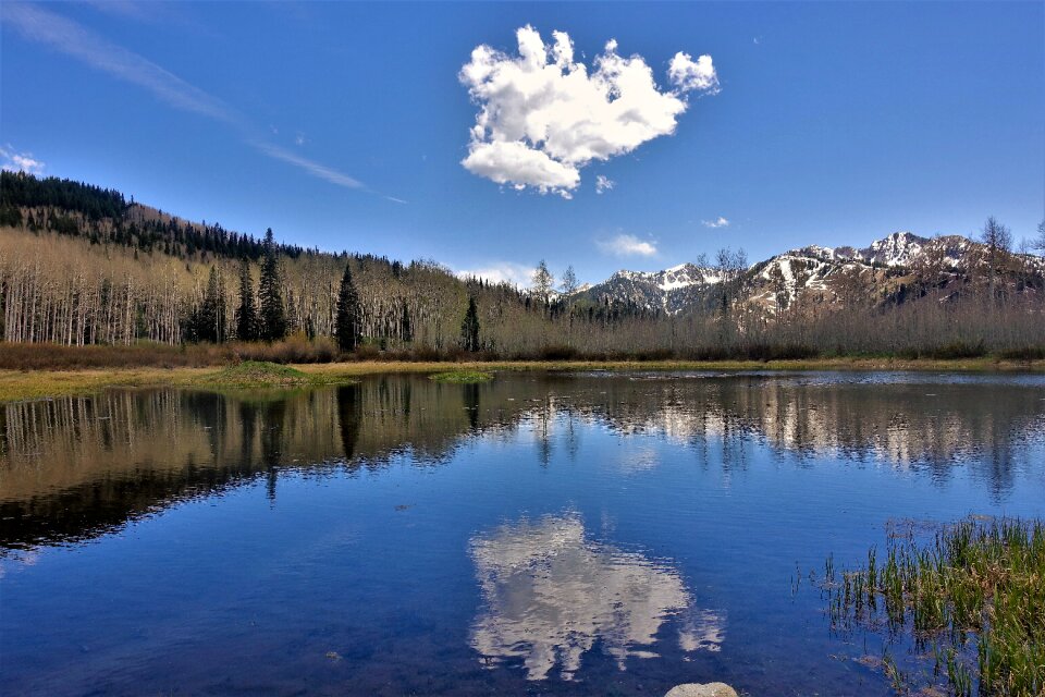 Hiking utah aspen forest photo