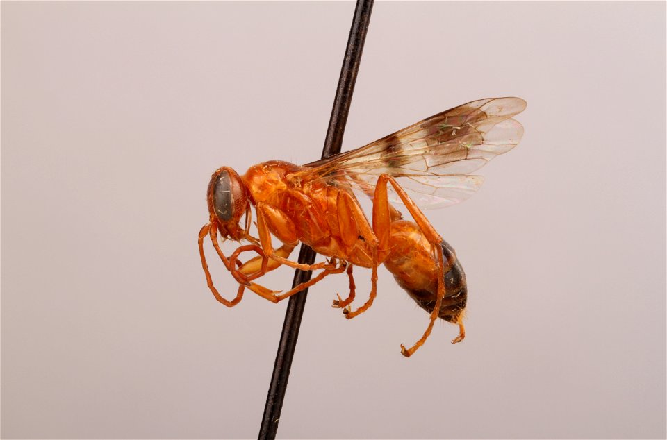 Spider wasp female (Dipogon graenicheri)
