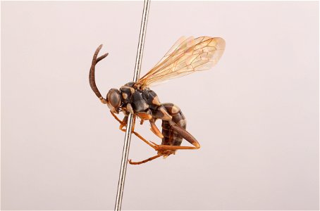 Spider wasp male (Ceropales maculata fraterna)