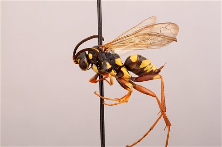 Spider wasp female (Ceropales maculata fraterna)