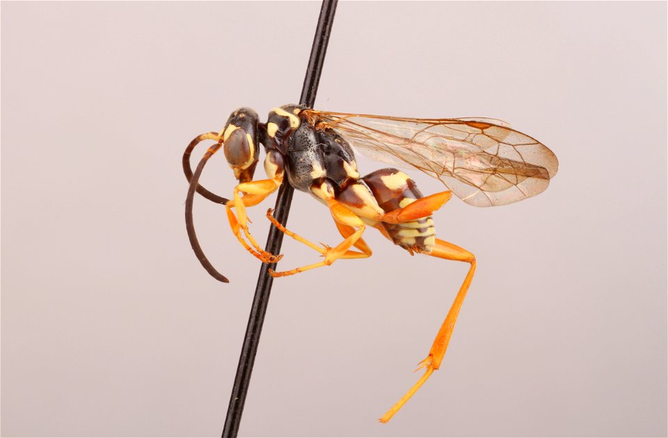 Spider wasp male (Ceropales longipes)