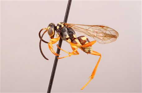 Spider wasp male (Ceropales longipes)