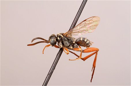 Spider wasp male (Ceropales femoralis)