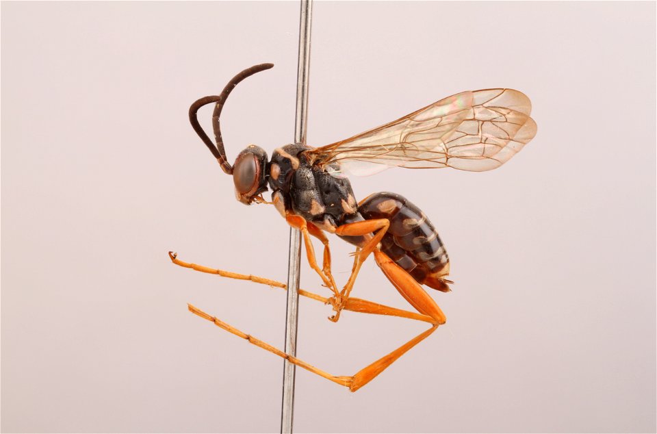 Spider wasp female (Ceropales longipes)
