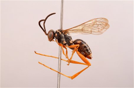 Spider wasp female (Ceropales longipes)