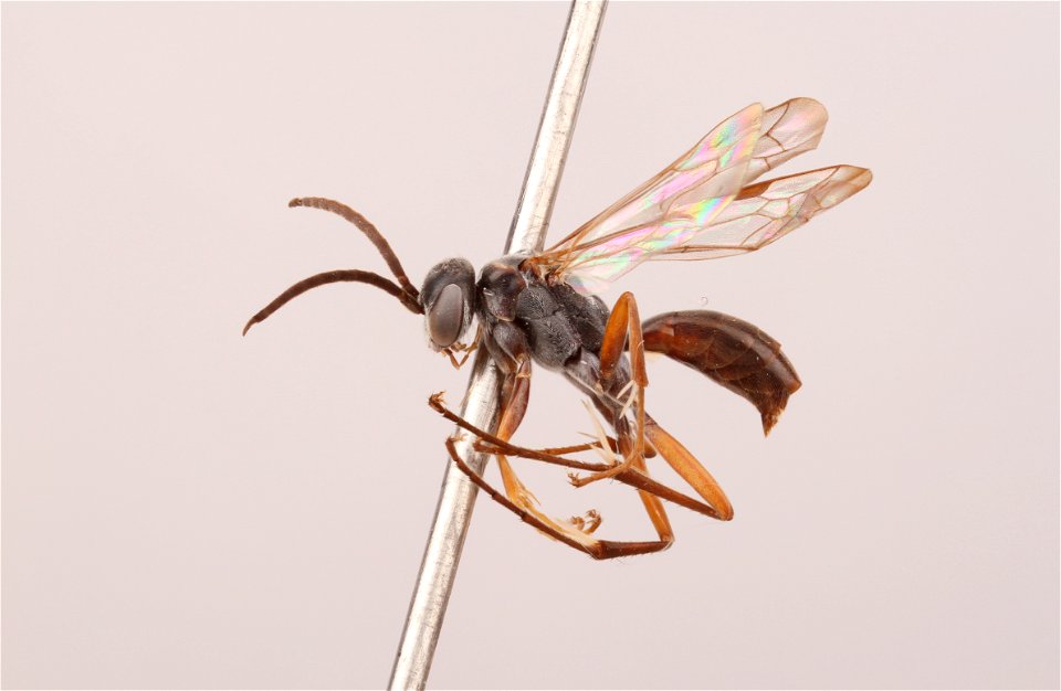 Spider wasp male (Caliadurgus hyalinatus)