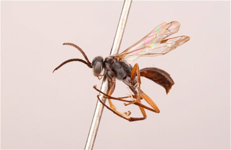 Spider wasp male (Caliadurgus hyalinatus)