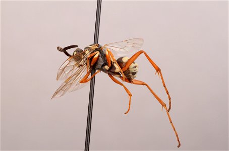 Spider wasp female (Ceropales brevicornis)