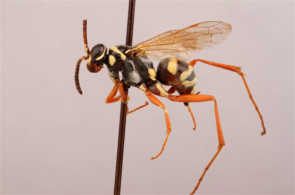 Spider wasp female (Ceropales fulvipes)
