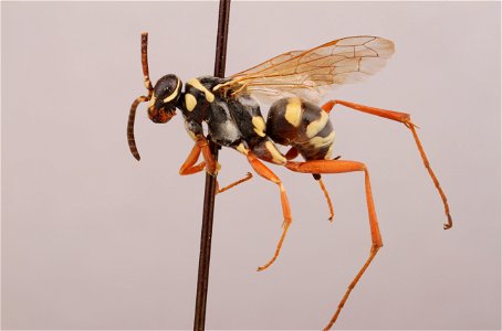 Spider wasp female (Ceropales fulvipes)