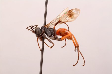 Spider wasp female (Caliadurgus hyalinatus)