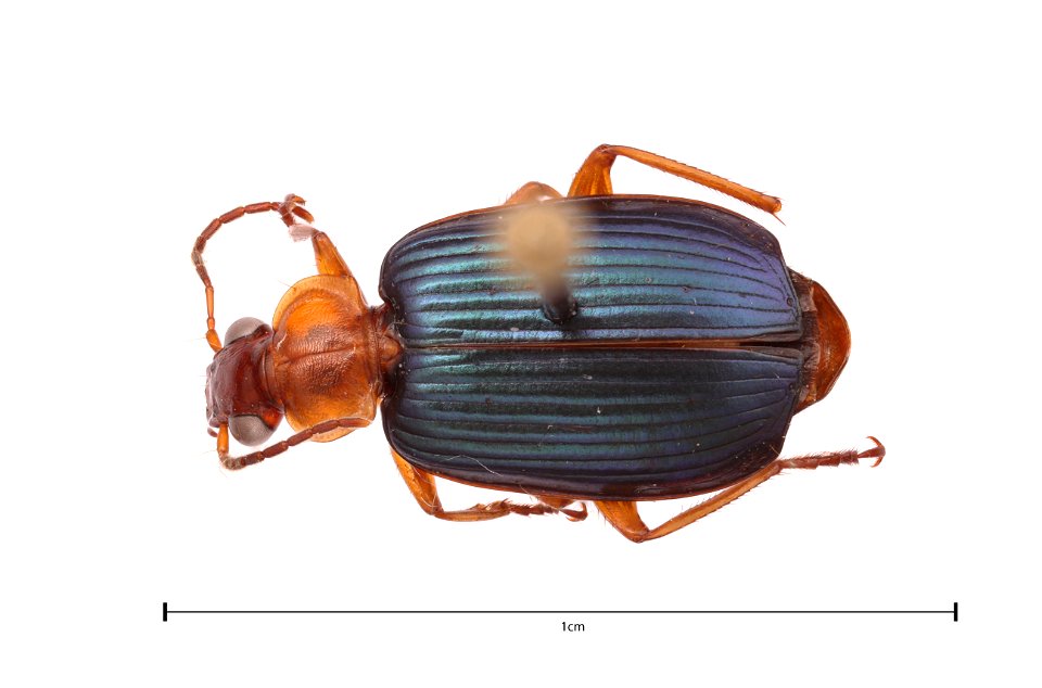 Large Foliage Ground Beetle; Lebia (Loxopeza) grandis