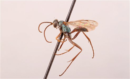Spider wasp male (Auplopus nigrella)