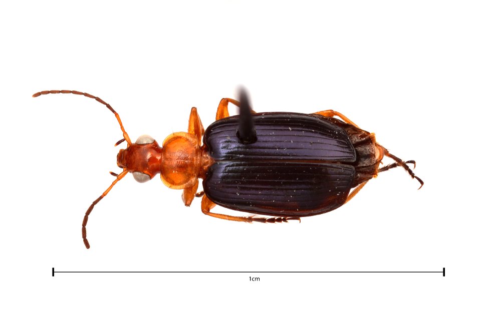 Lebia (Loxopeza) atriventris