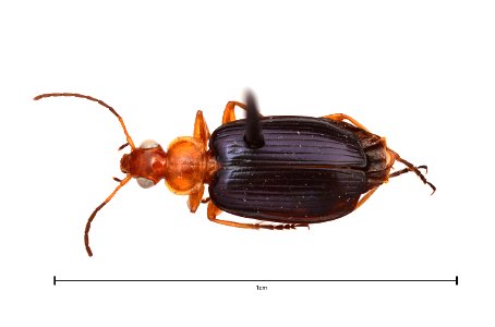 Lebia (Loxopeza) atriventris