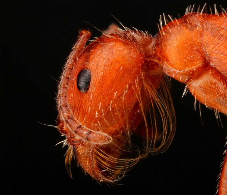 Harvester ant (Pogonomyrmex sp.)