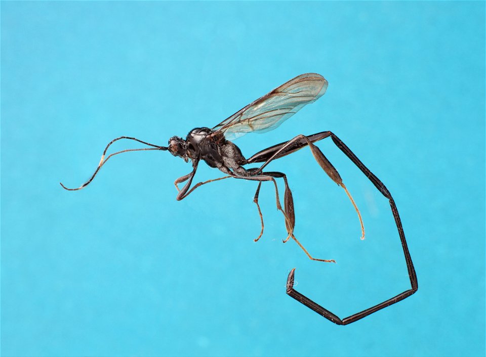American pelecinid wasp (Pelecinidae, Pelecinus polyturator)