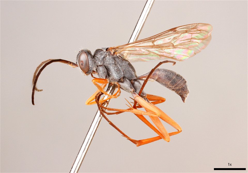 Spider wasp male (Pepsinae, Auplopus mexicanus)