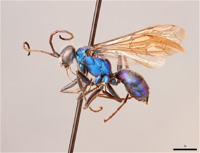 Spider wasp female (Pepsinae, Auplopus architectus)