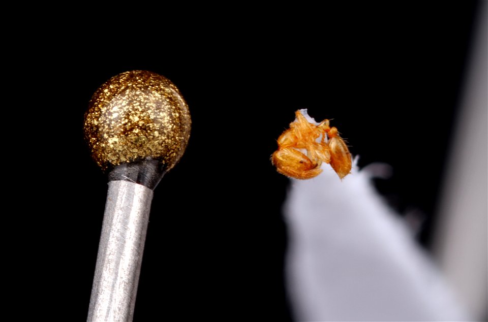 Thief ant worker compared with pin (Solenopsis sp.)