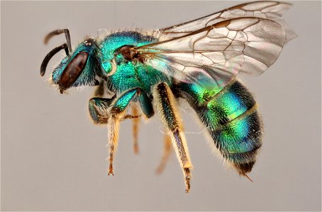 Sweat Bee (Augochloropsis sp.) photo