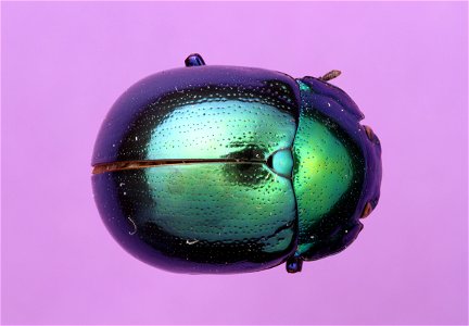 Green leaf beetle