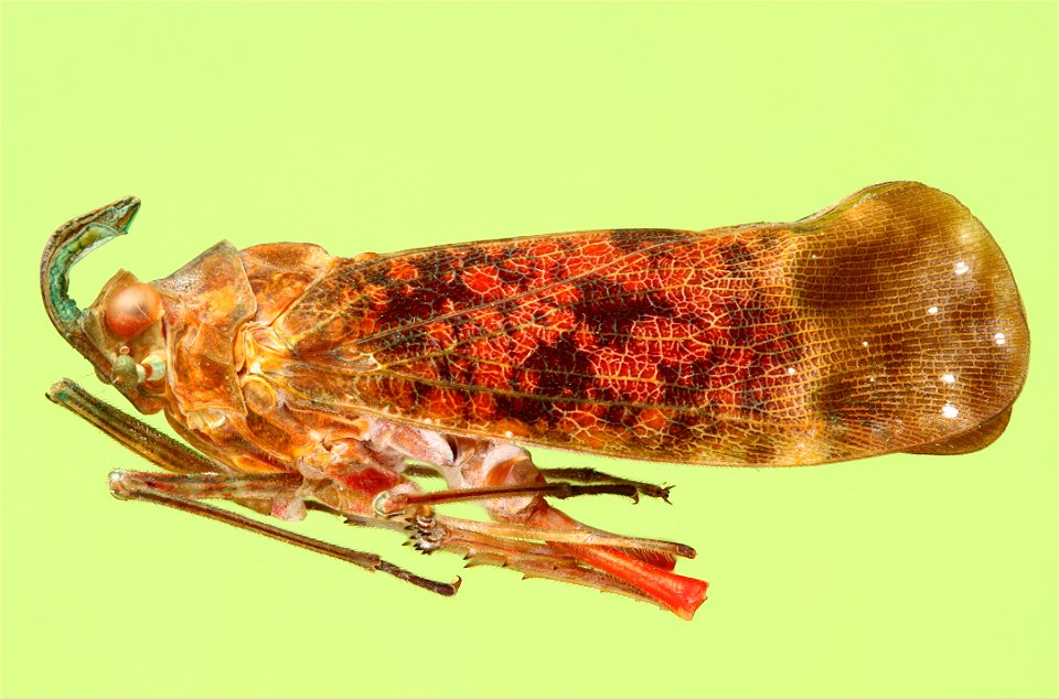 Nicaragua Leafhopper