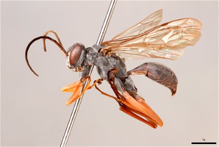 Spider wasp male (Pepsinae, Auplopus mellipes)