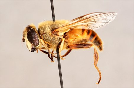 Side view of Eristalis tenax