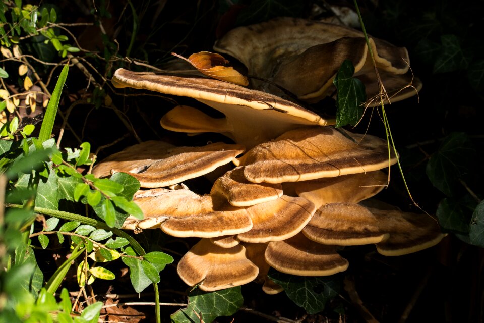 Autumn plant nature