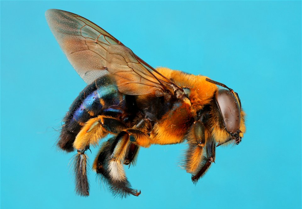 Xylocopa micans male