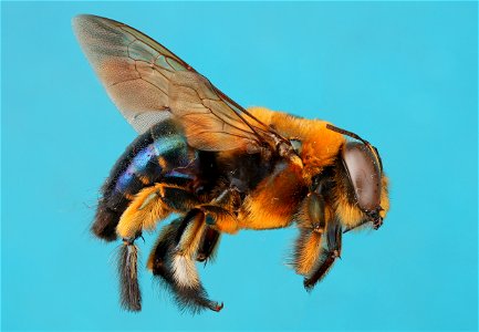 Xylocopa micans male photo