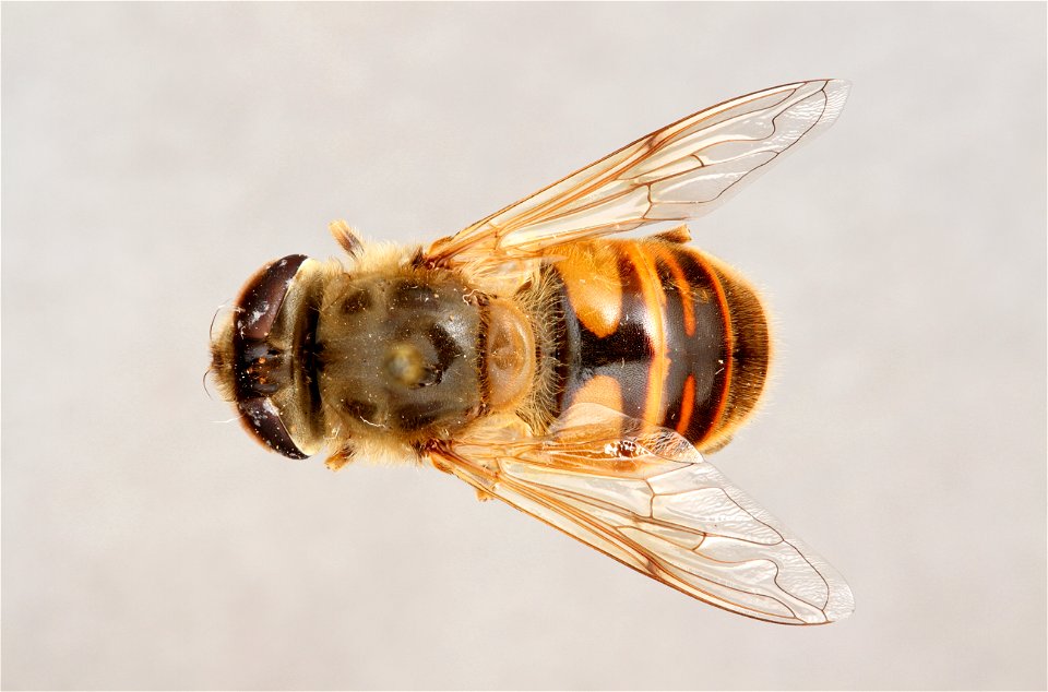 Top view of Eristalis tenax