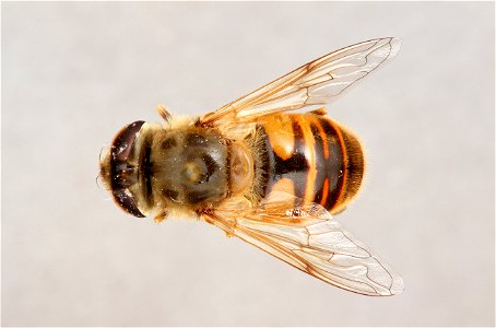 Top view of Eristalis tenax