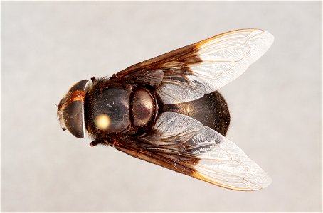 Top view of Copestylum mexicanum