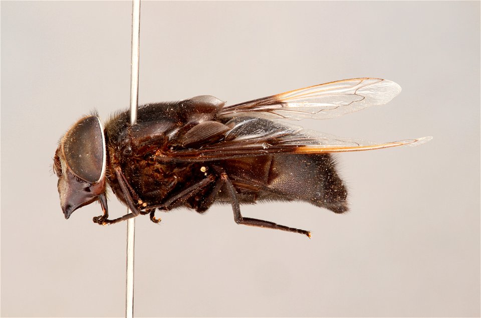 Side view of Copestylum mexicanum