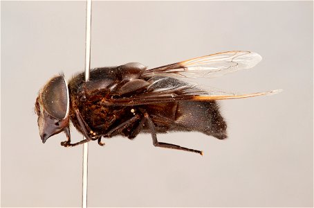 Side view of Copestylum mexicanum