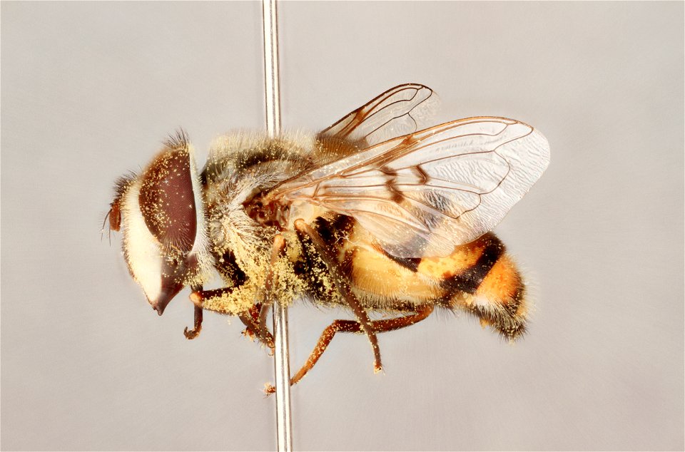 Side view of Copestylum avidum