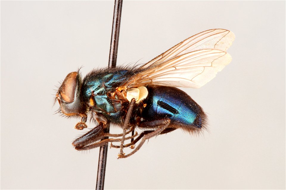 Side view of Phormia regina