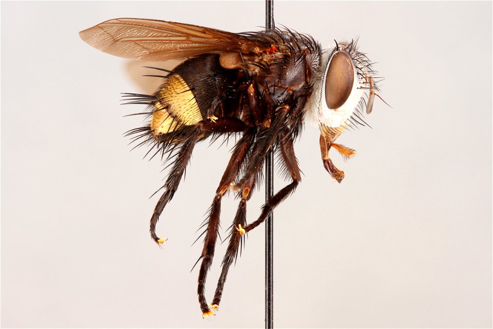 Side view of Belvosia auratilis
