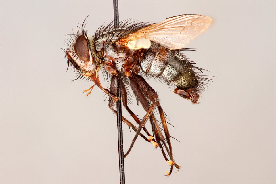 Side view of Chaetogaedia crebra