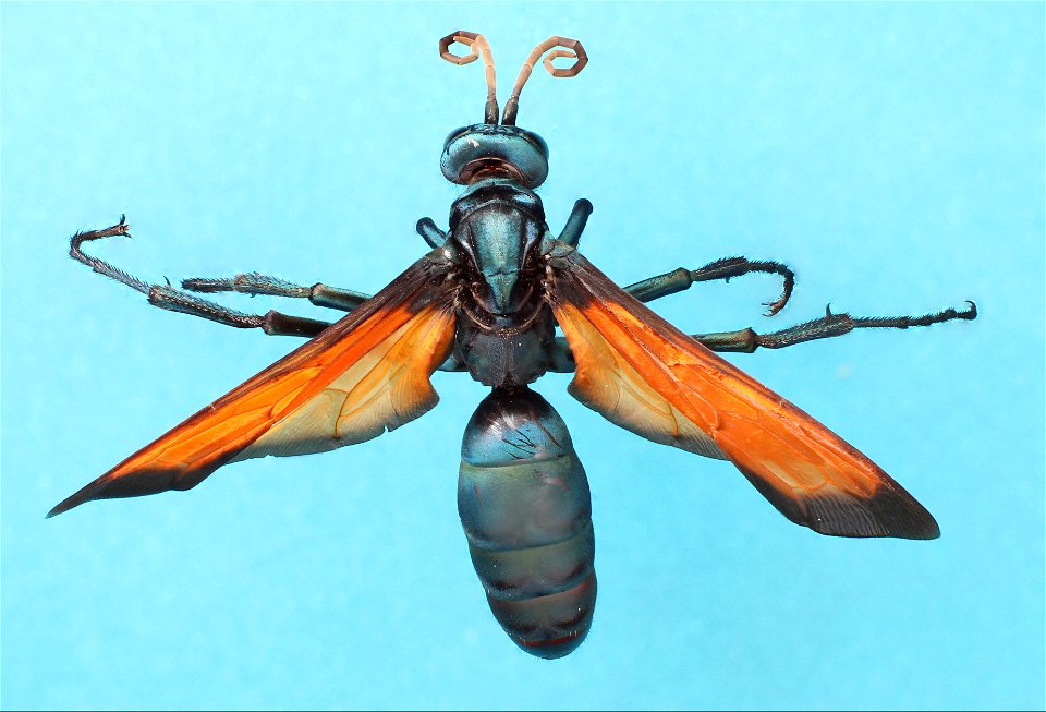 Female Spider Wasp (Pepsis sp.)