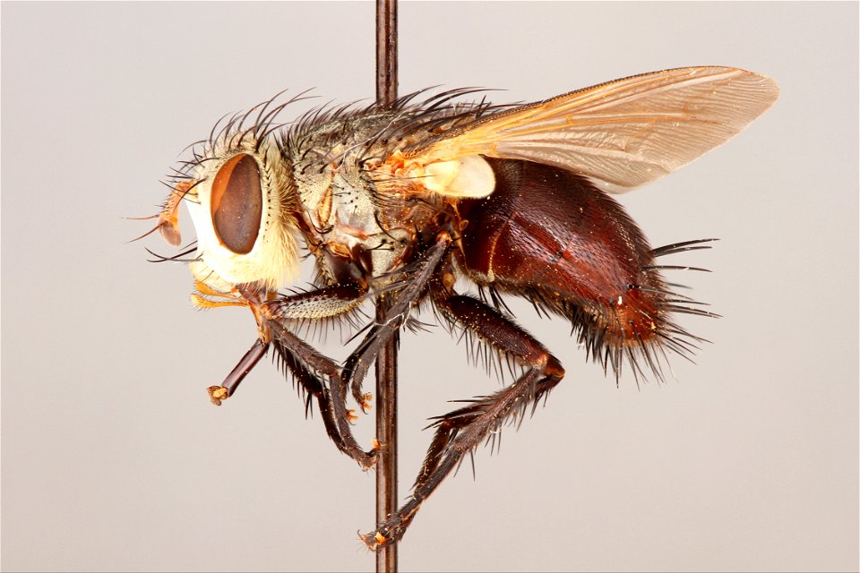 Side view of Archytas analis