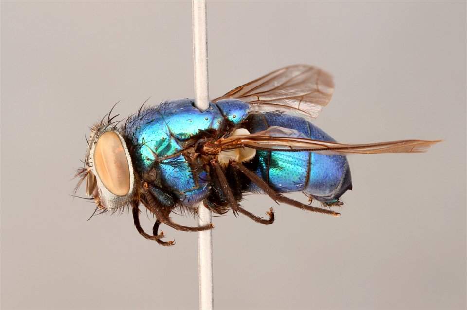 Side view of Lucilia mexicana
