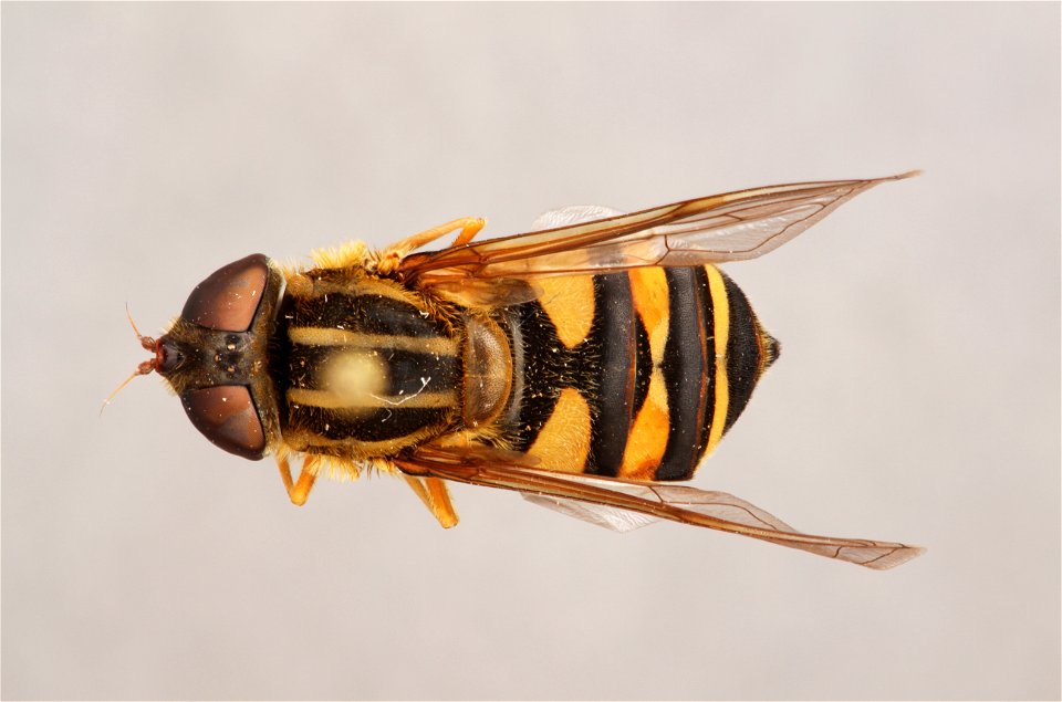 Top view of Helophilus fasciatus