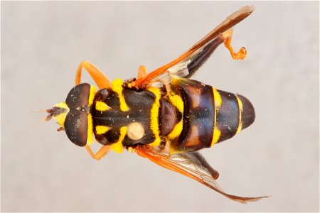 Top view of Meromacrus acutus