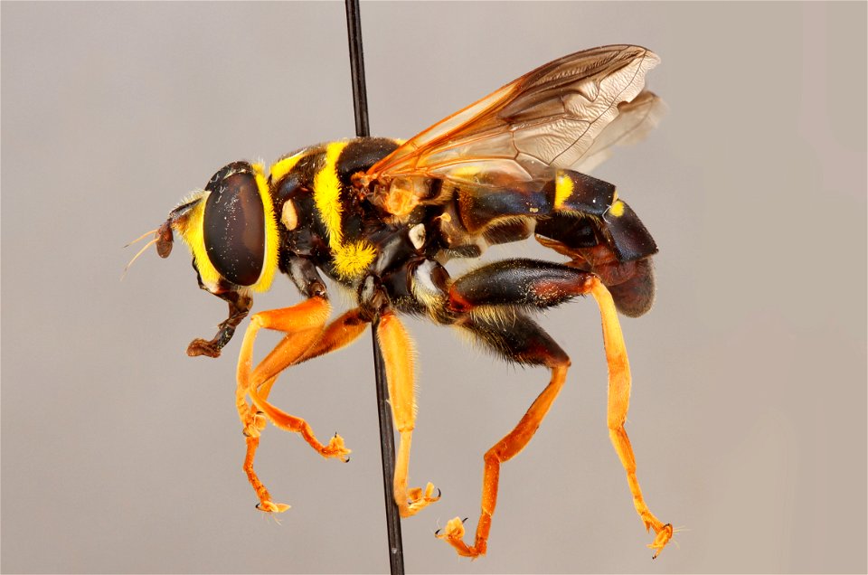 Side view of Meromacrus acutus