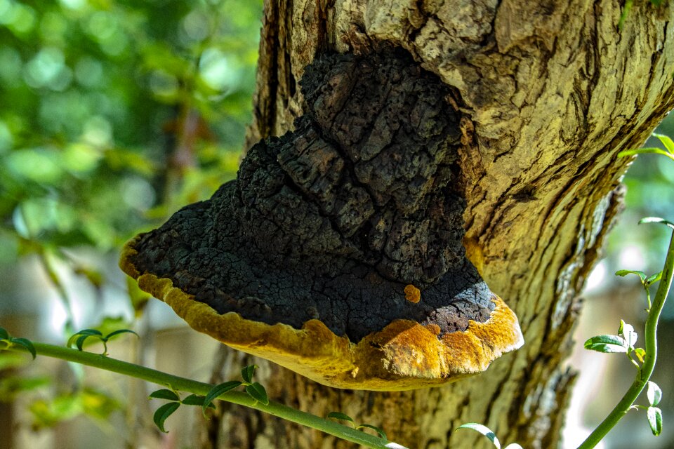 Rust dark brown tree