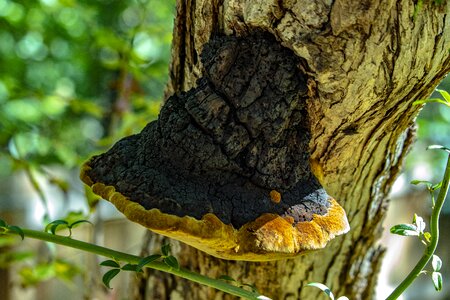 Rust dark brown tree photo