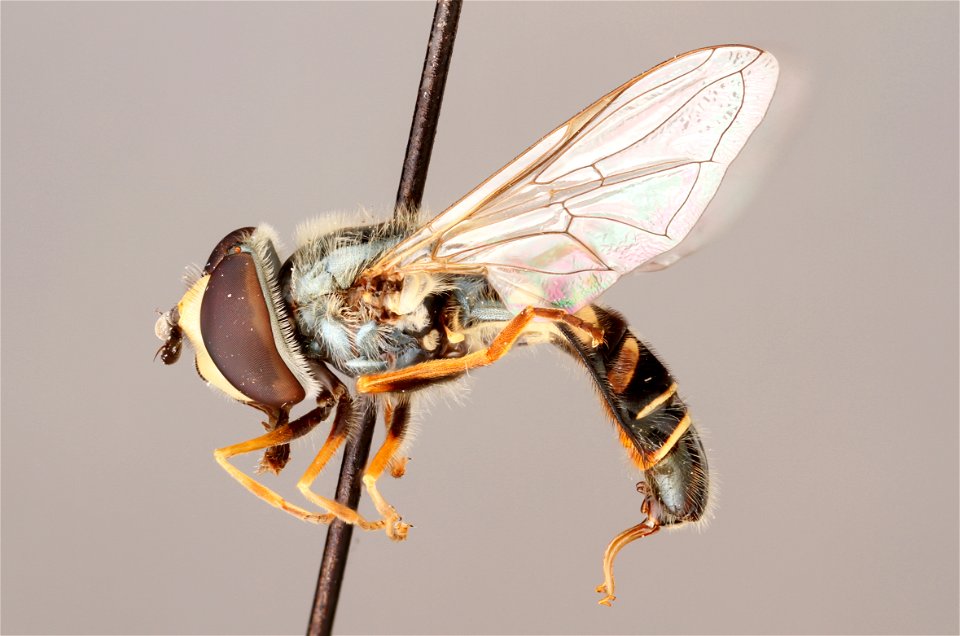 Side view of Eupeodes volucris